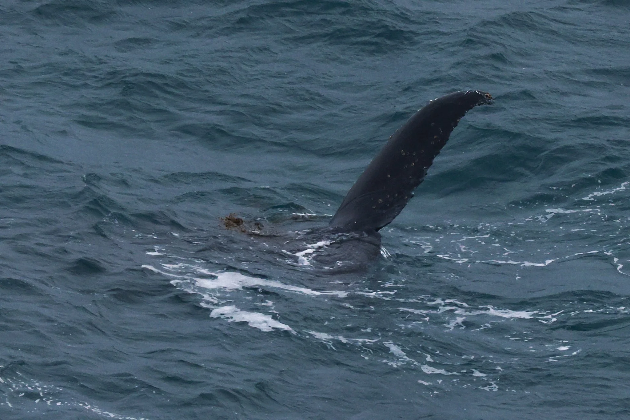 CS 29062022 Whale Pod 2-4.JPG