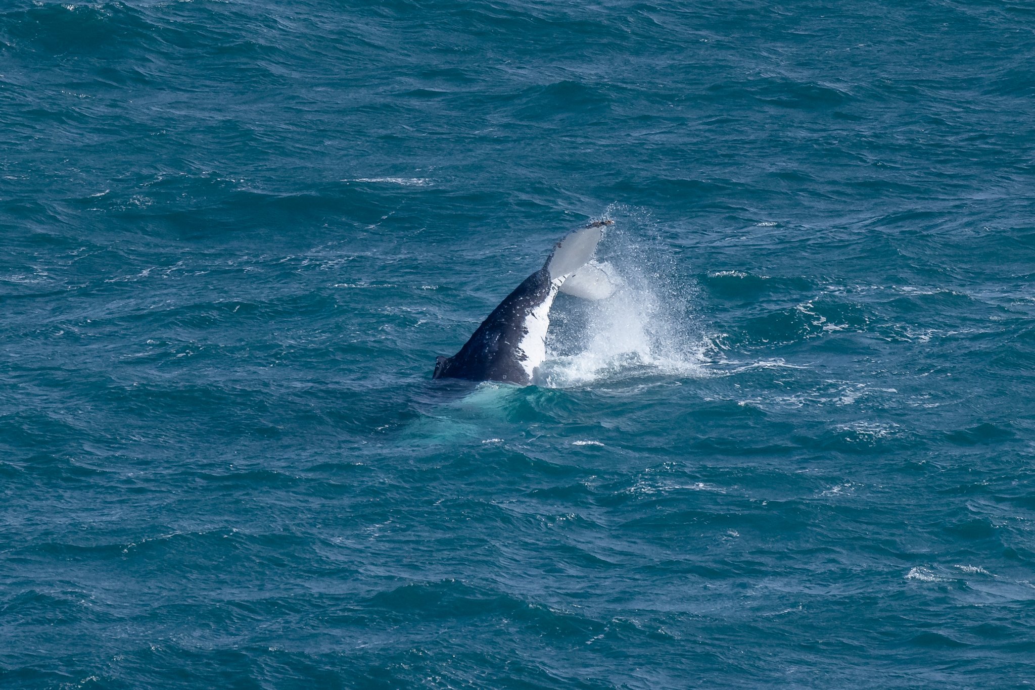 CS Whale 10062023-3.JPG