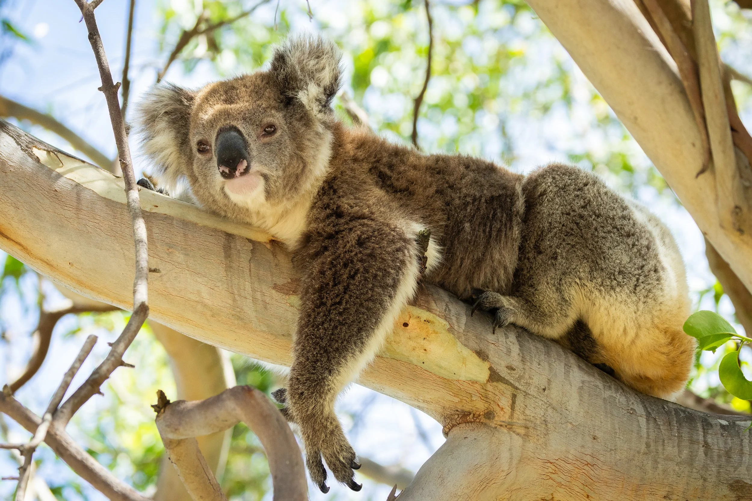 Koala 4.jpg