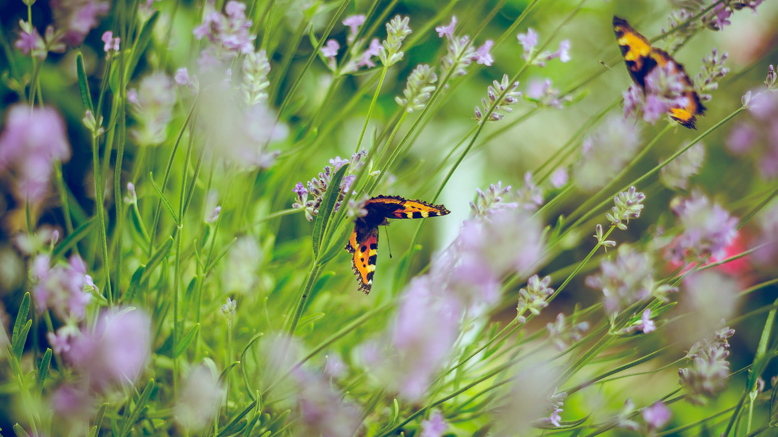 Butterfly-Quote.jpg