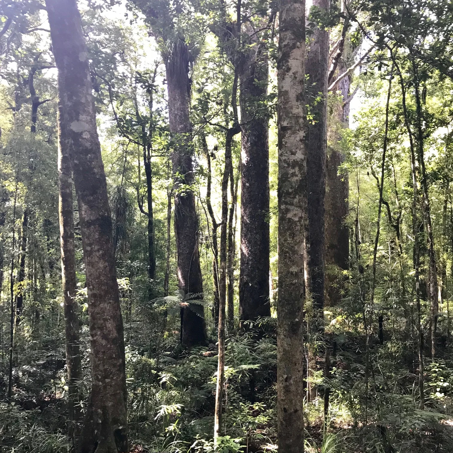 Waipoua Forest, New Zealand