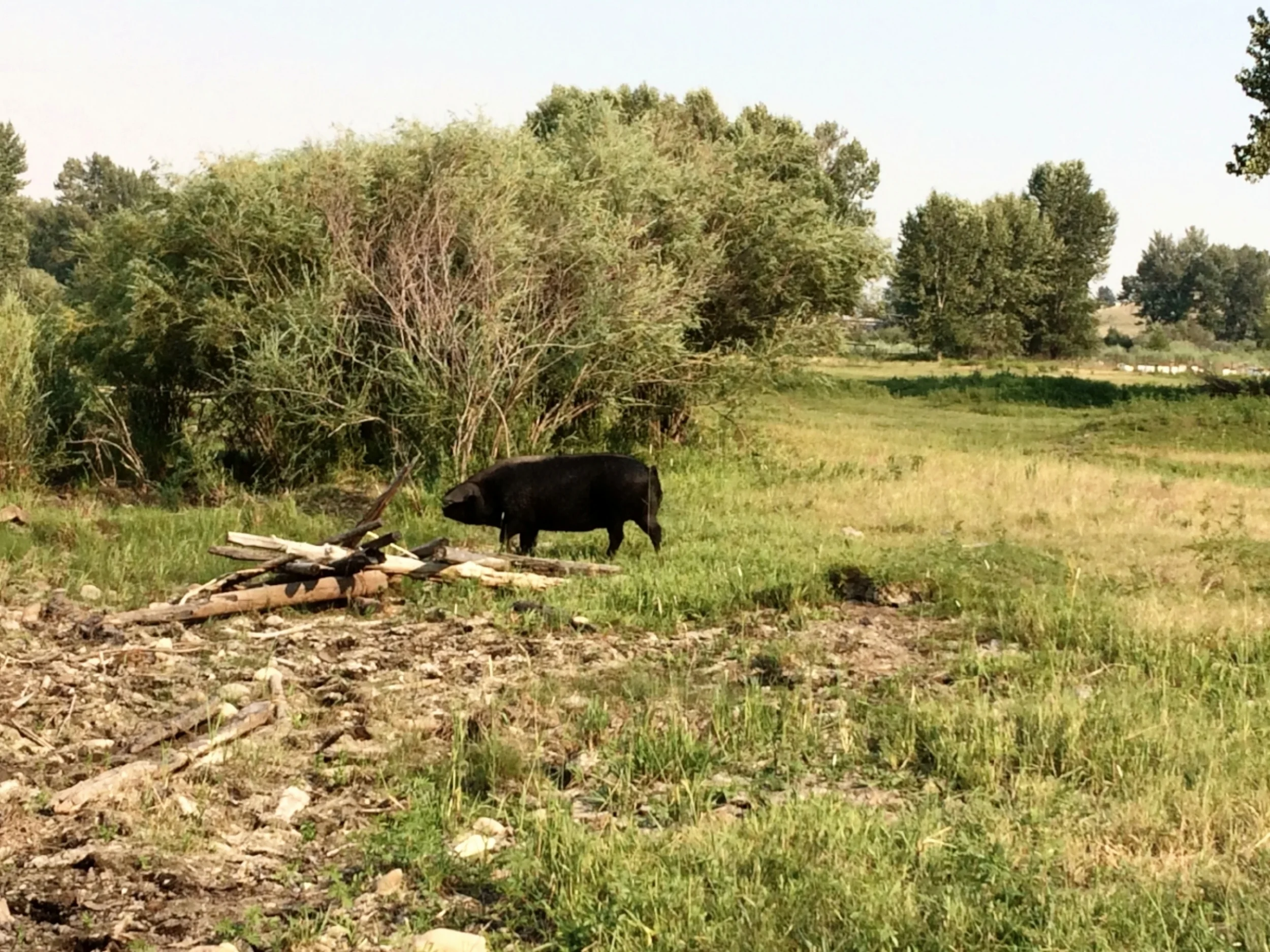 Lyon Ranch pig taking a stroll