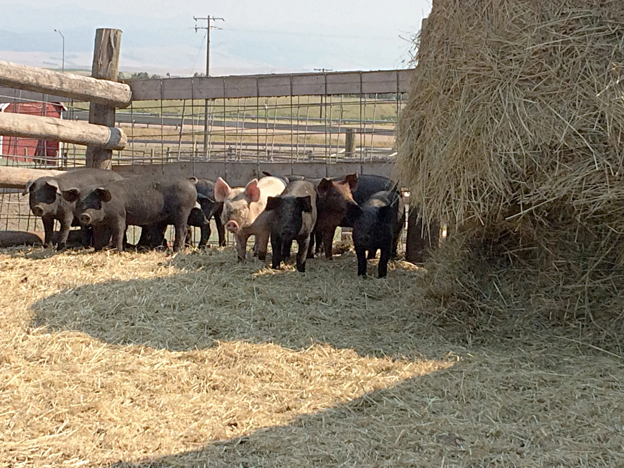 Curious youngsters at Lyon Ranch