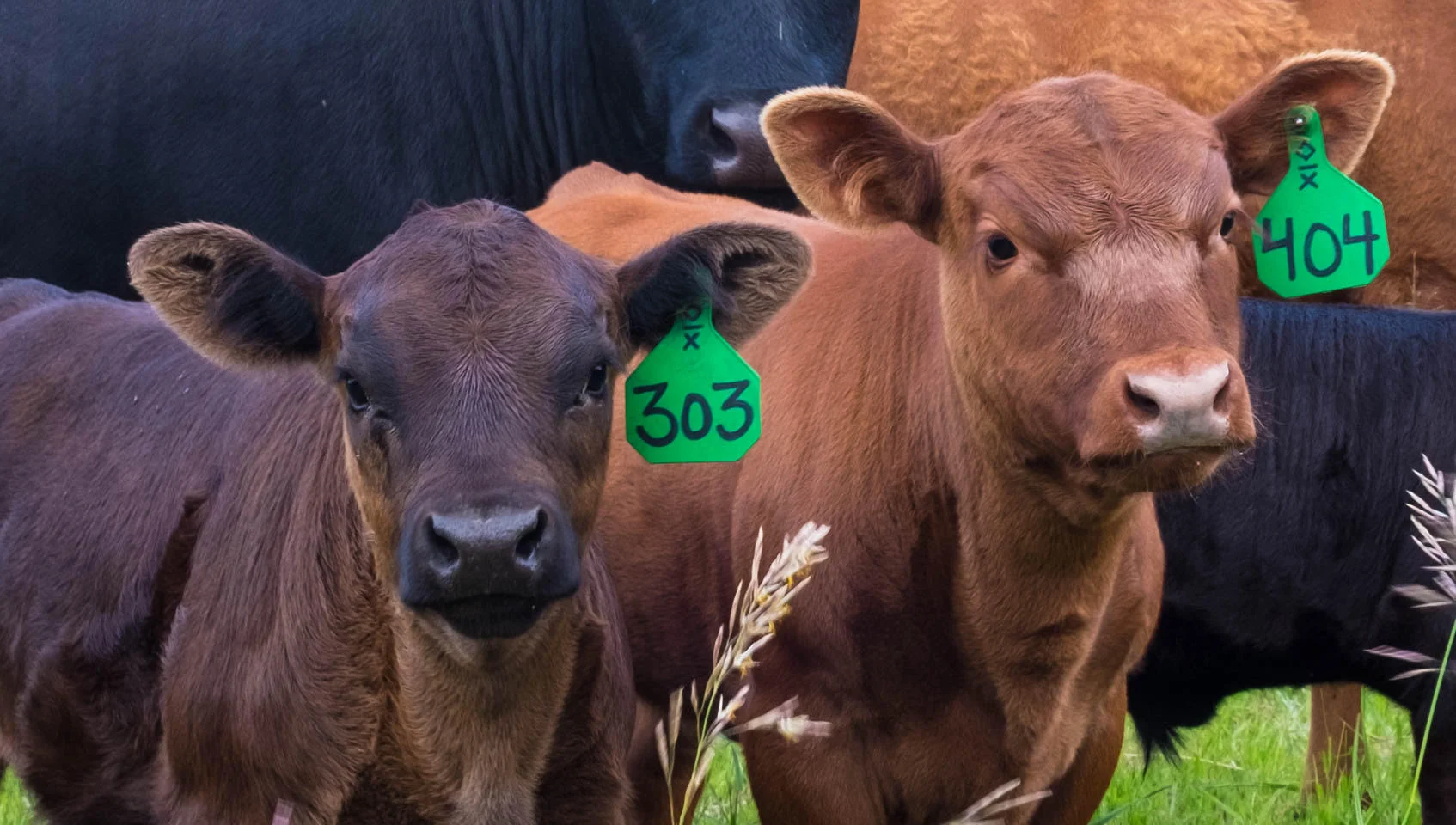 Oxbow cows. Photo credit Oxbow Cattle Company