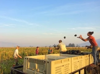 Loading squash in the field. Photo credit Harlequin Produce
