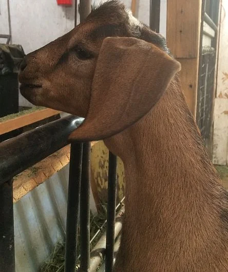 These soft ears! More Nubian-like than Kinder, this tan colored family was my favorite.