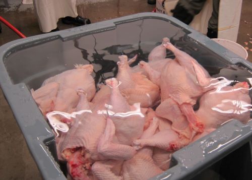 chicken processing.edited.jpg