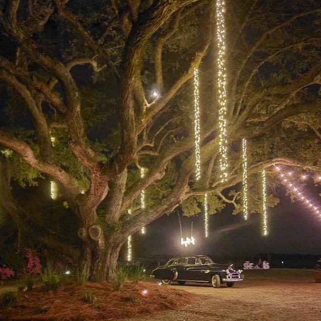 Excited to adorn the large oak at @the_island_house  for @carolina_occasions . It turned out magical!