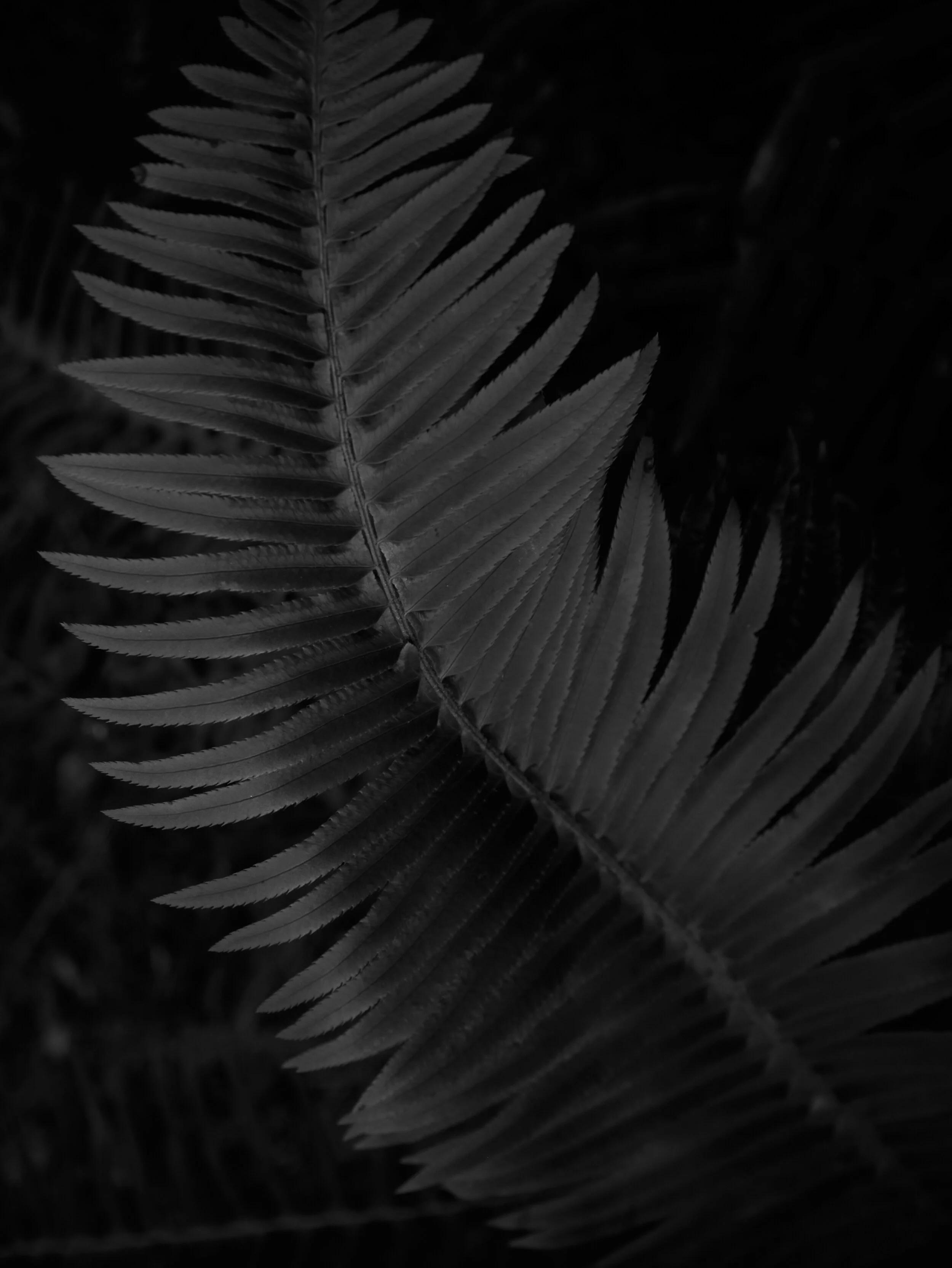 Fern_Stinson_5426.jpg