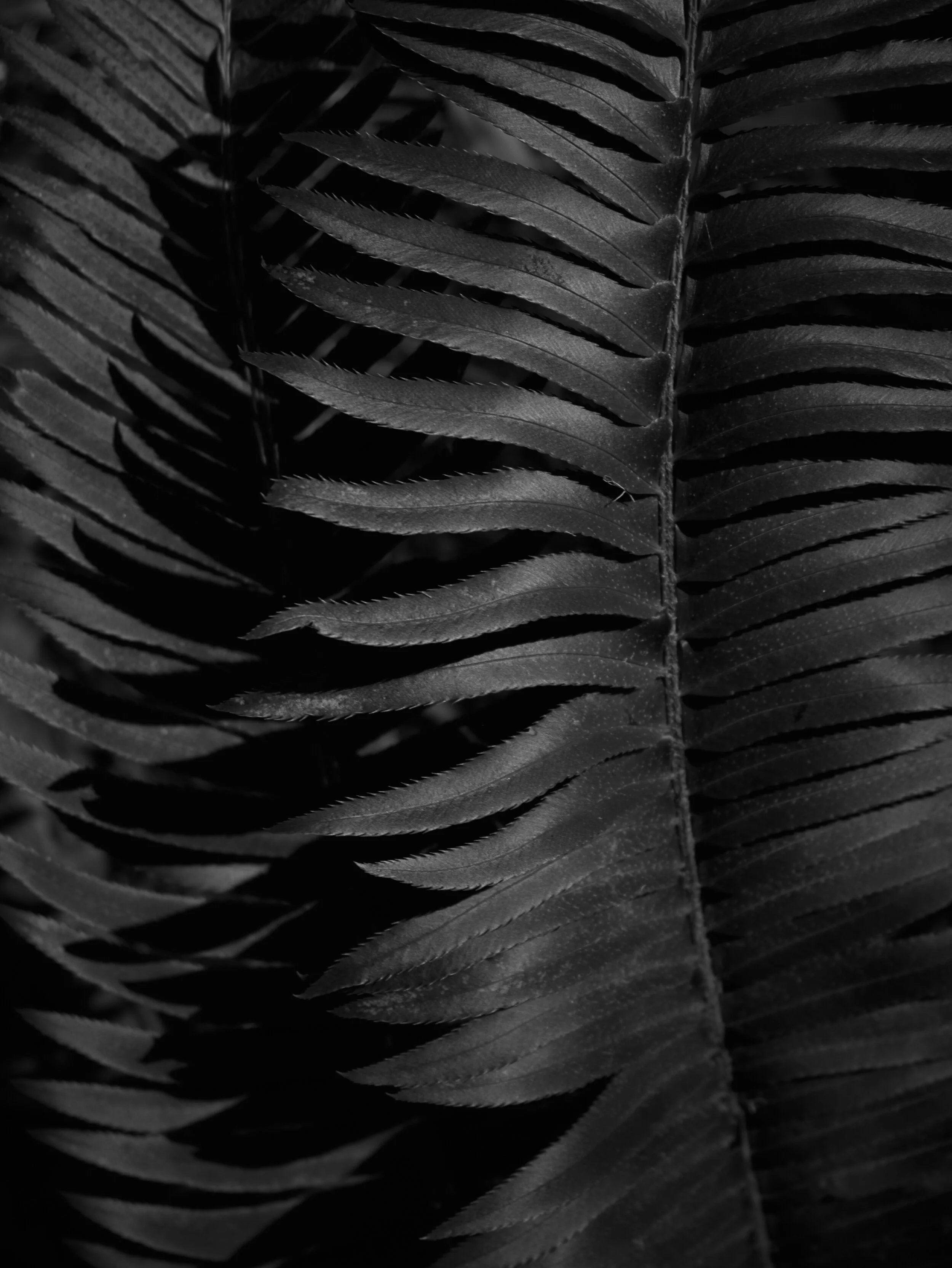 Fern_Stinson_5418.jpg