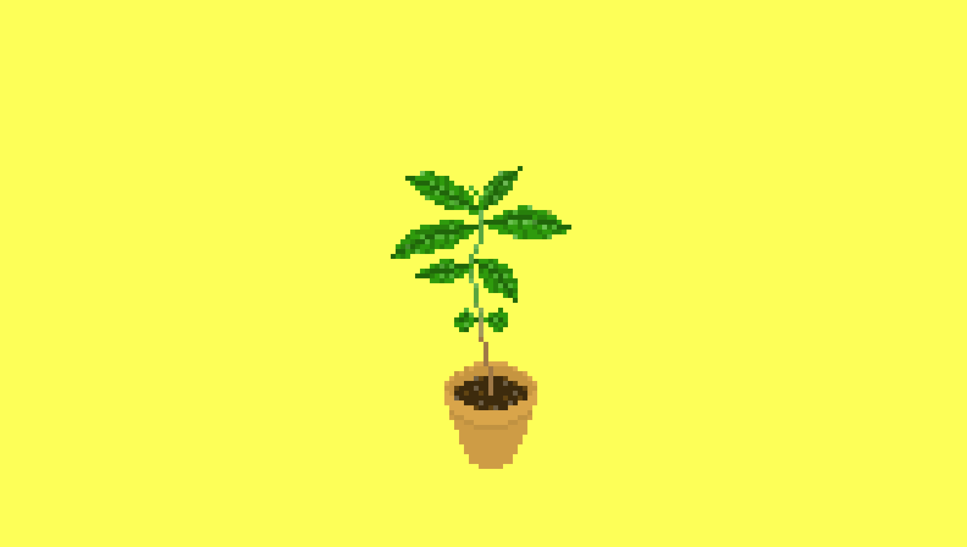 Baby_Coffee_Tree_web.png