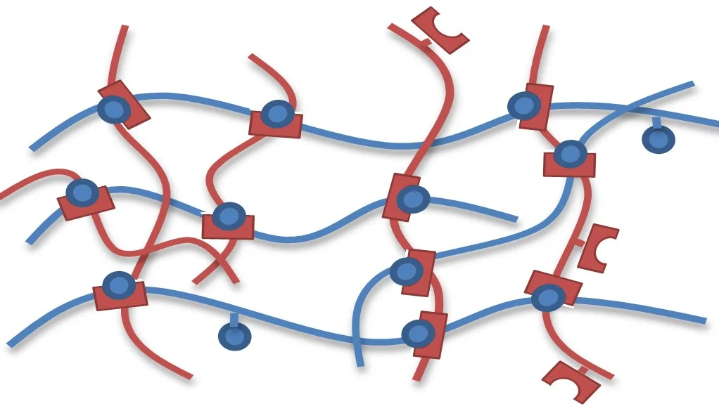 Hydrogel Network.jpg