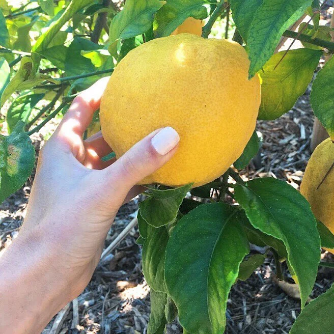 How to Store: Citrus