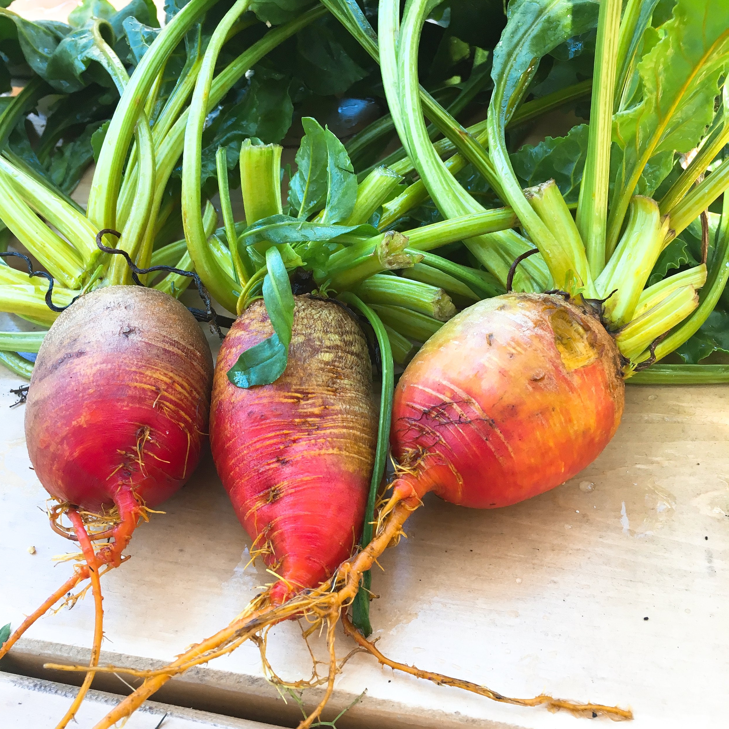 What to Plant in October (Zones 9 &amp; 10)