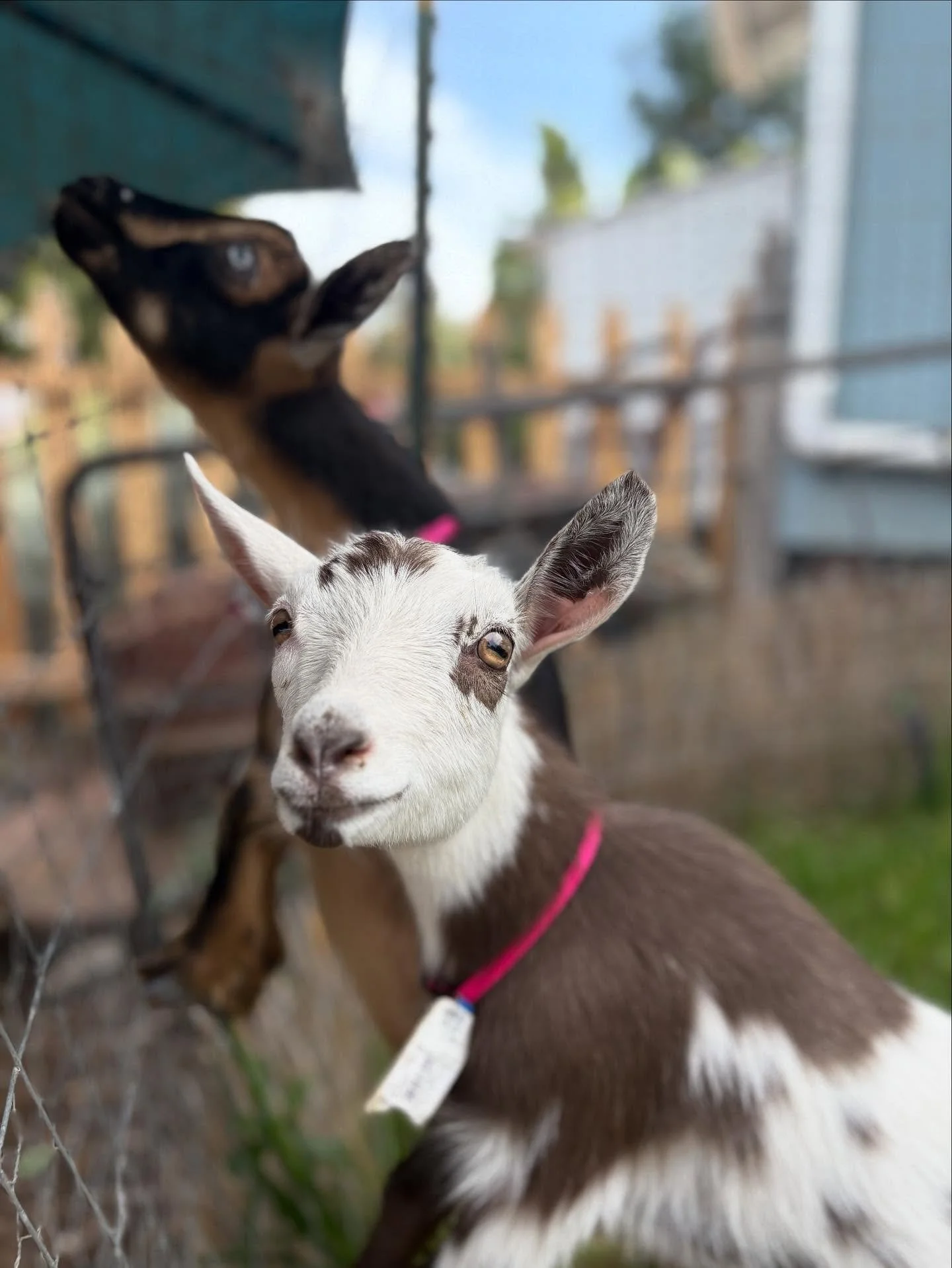 We have some new family members over here at the farm! Come by and see them while they are still tiny! 

Any name suggestions?
