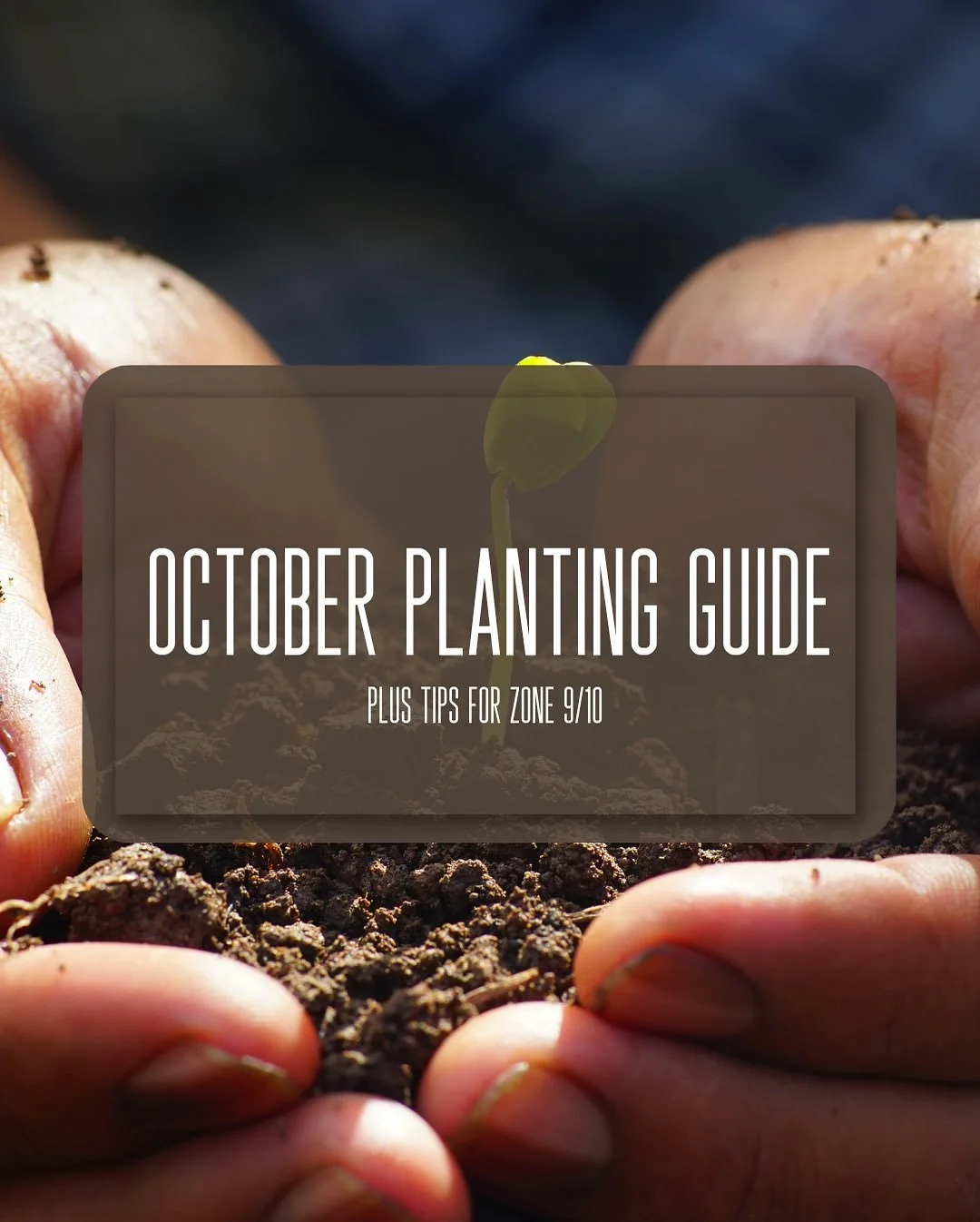 October is the perfect time to get your hands in the soil! 

Whether you&rsquo;re planting your first seed or adding to your garden, fall is full of possibilities. 🍂💚

From leafy greens to root veggies, now&rsquo;s the time to plant, grow, and drea