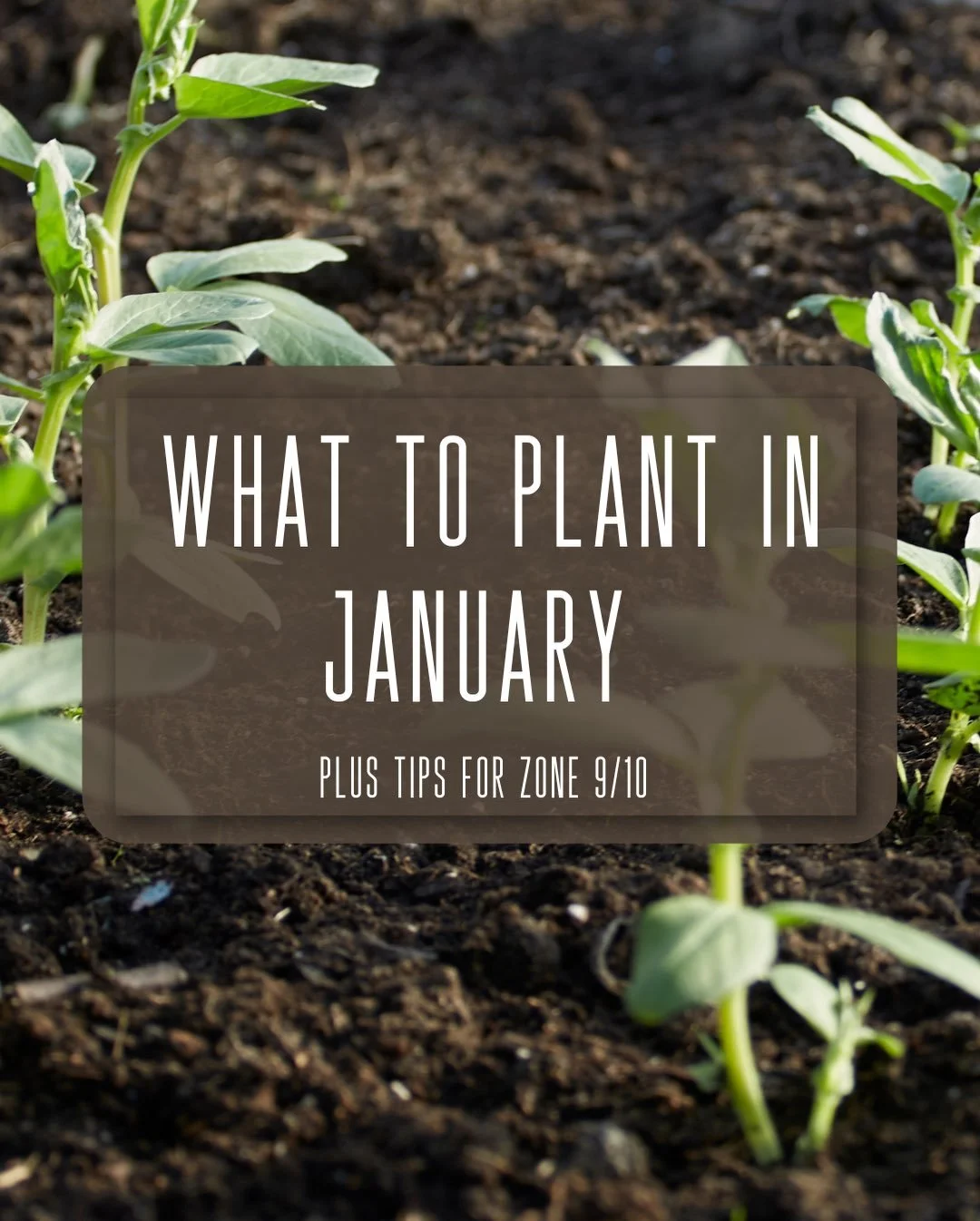 Cool weather makes January perfect for planting leafy greens, root veggies, and getting a head start on the season ahead. 

Whether you&rsquo;re planting in the ground, raised beds, or containers, every seed you plant now is an investment in future h