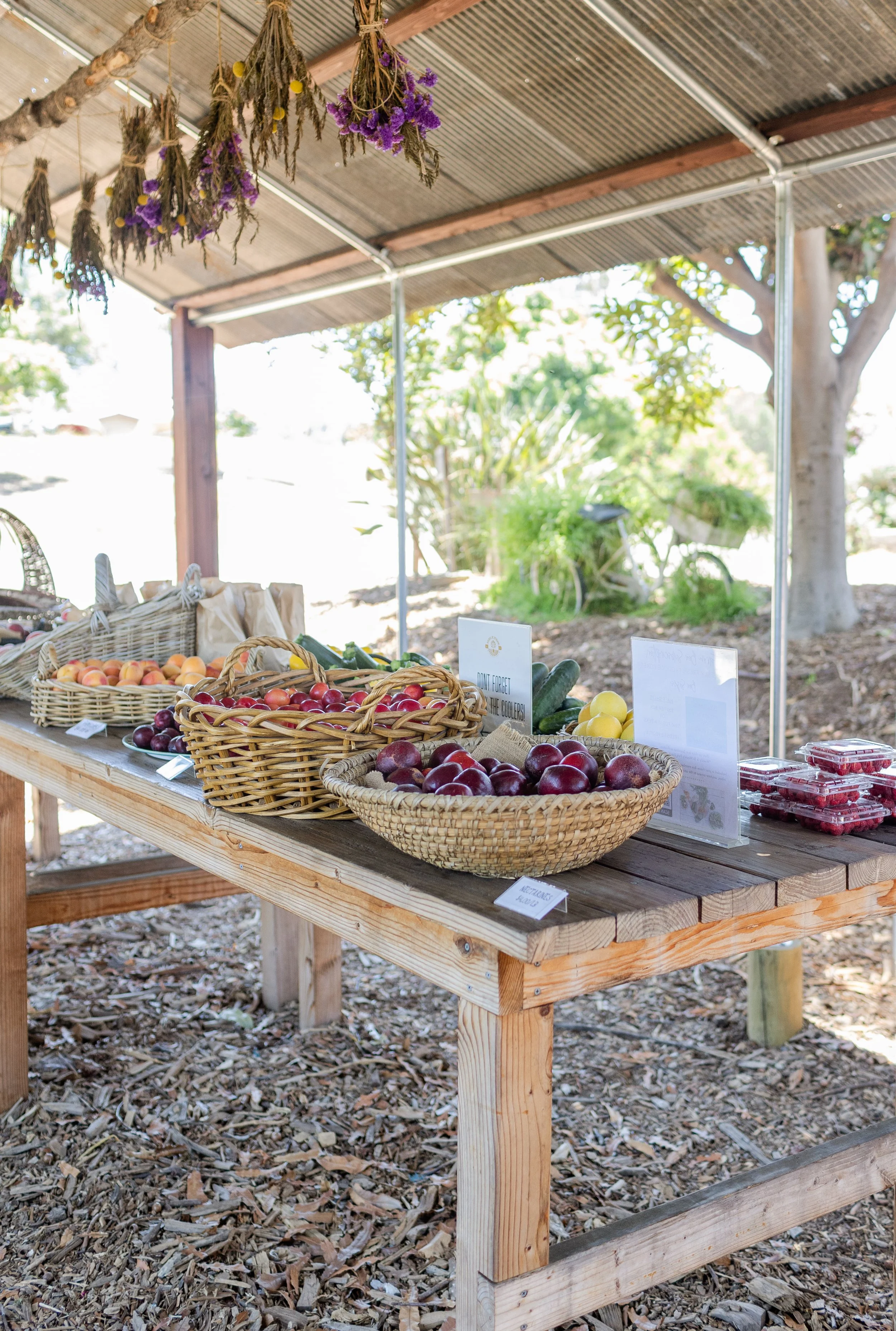 SAND N STRAW CSA HARVEST CALENDAR
