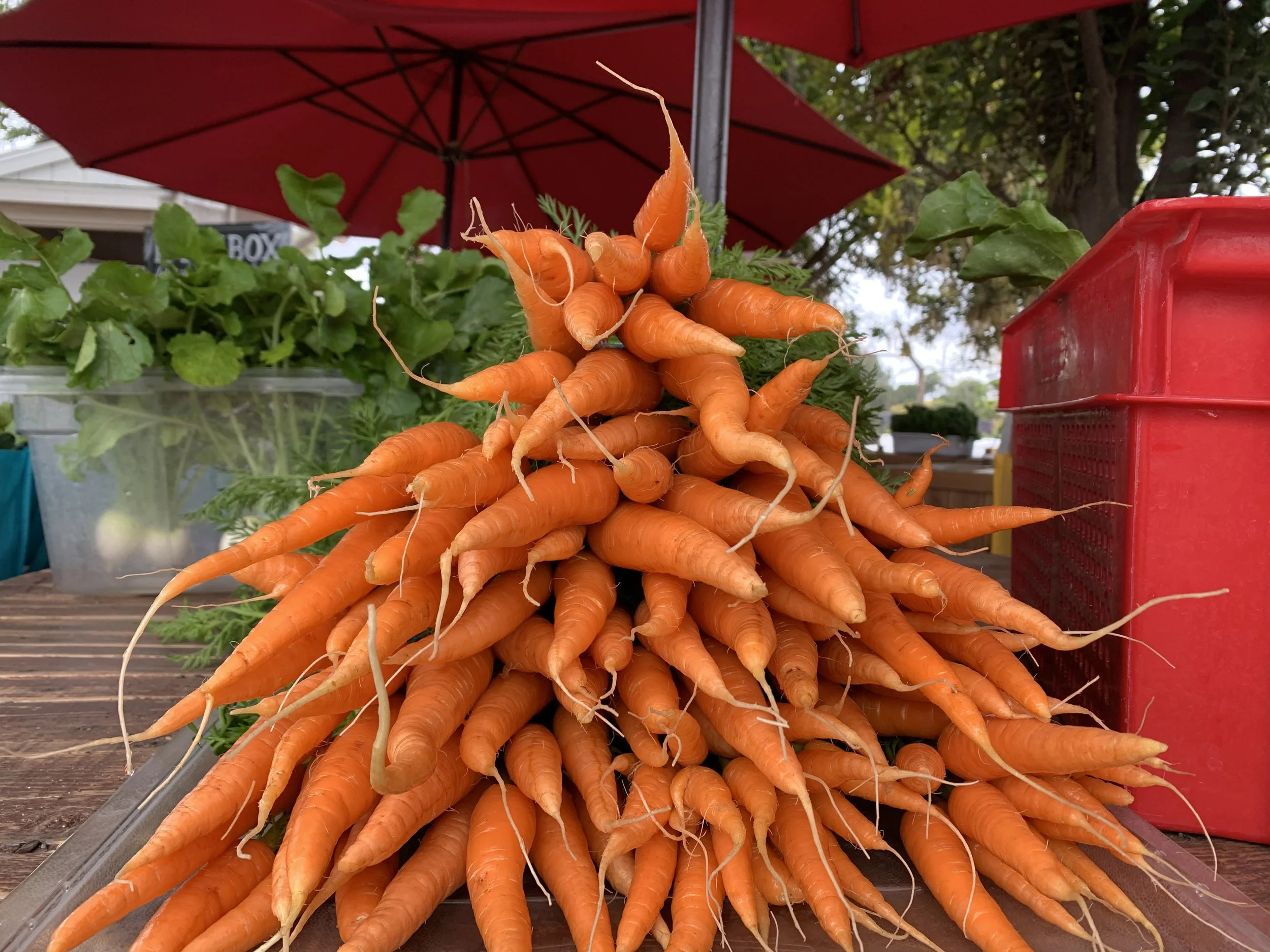 How to store:  Root Crops