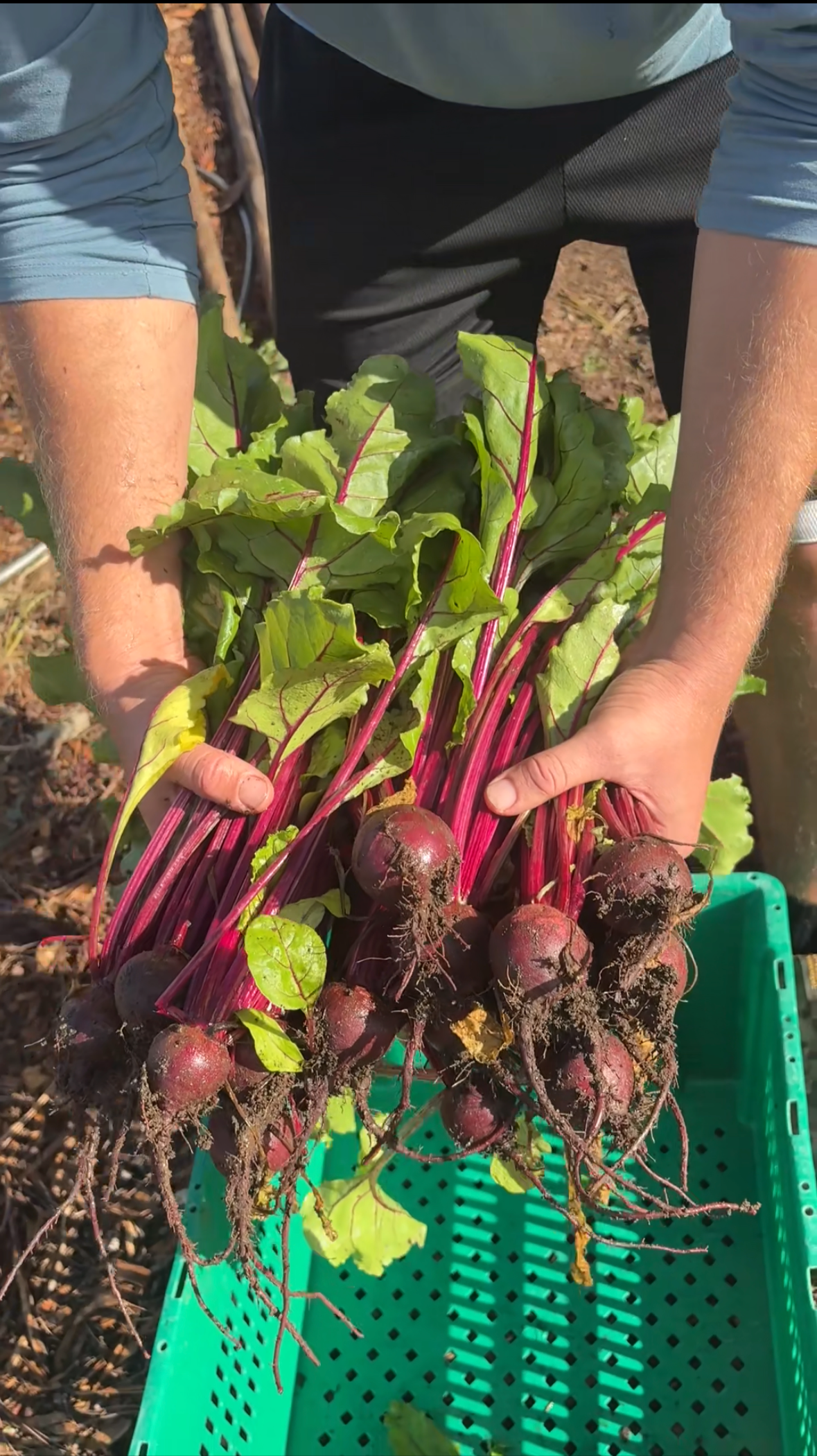 Beet and Carrot Salad with Lemon and Fresh Herbs