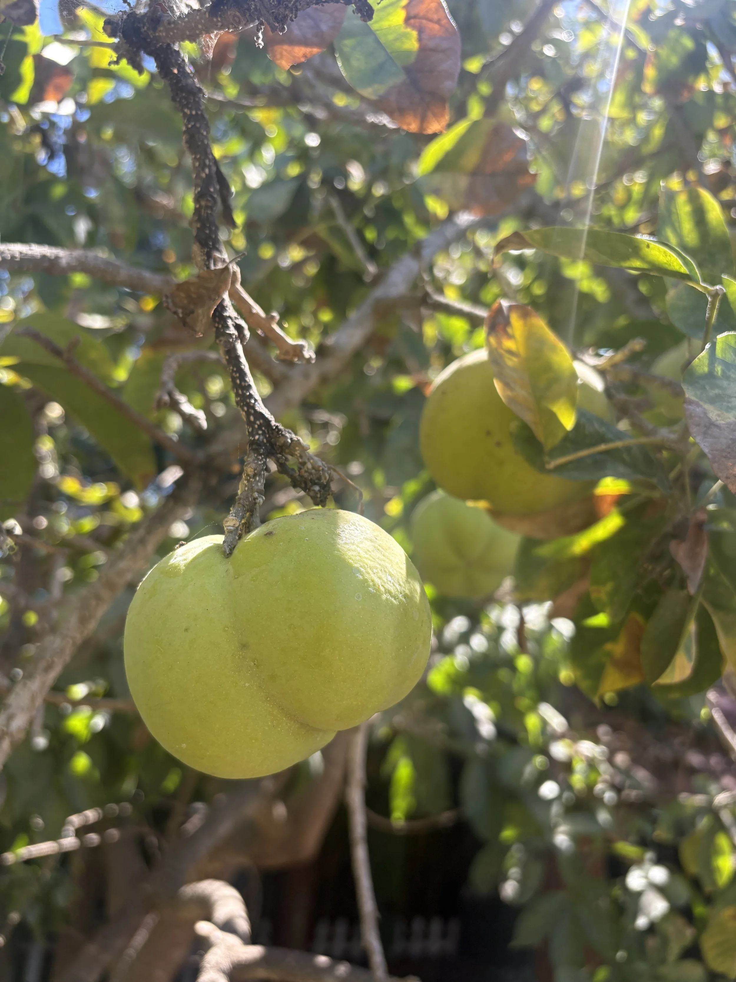 White Sapote and Avocado Salad