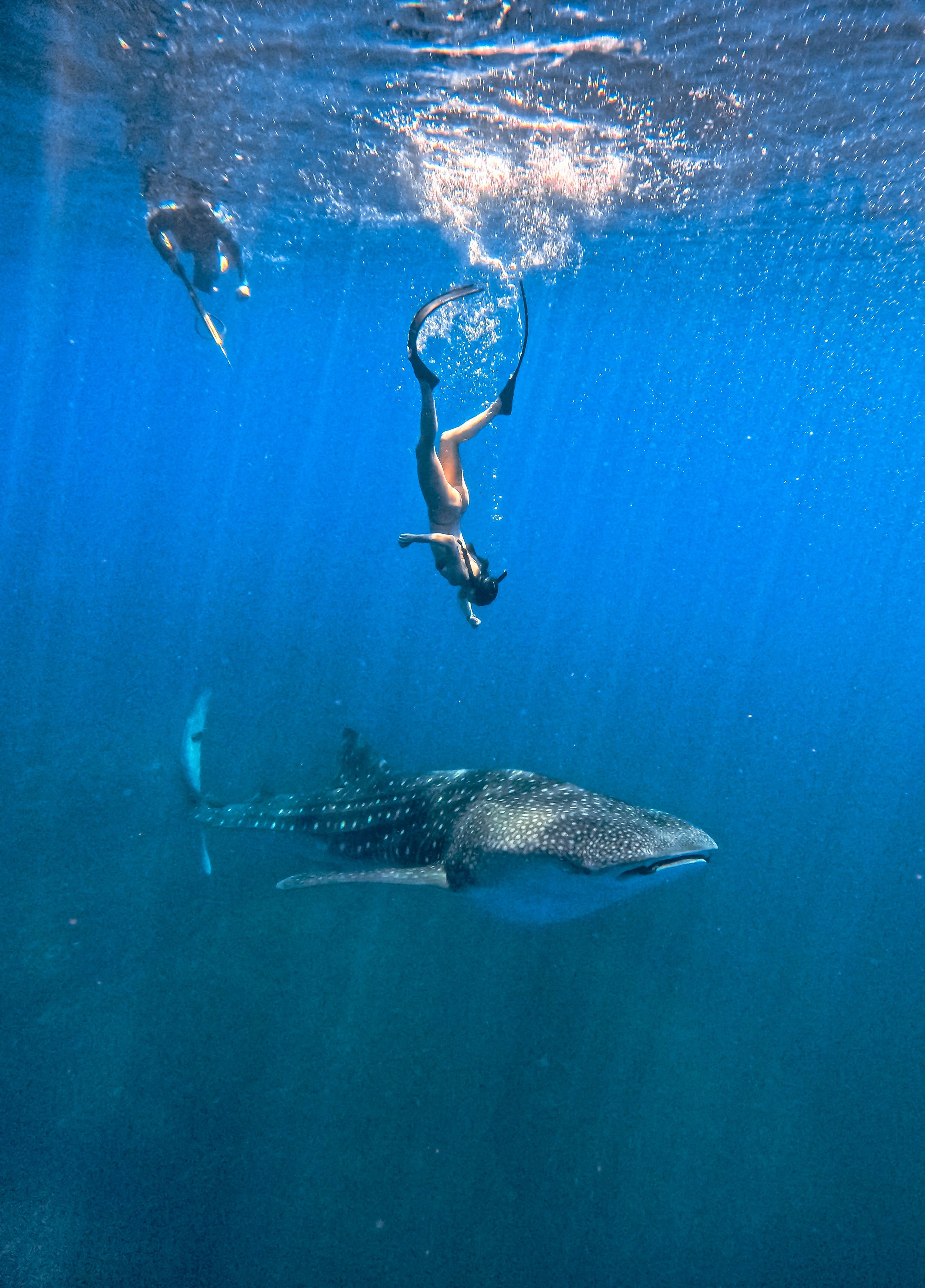 Whale Shark 2-2.JPEG