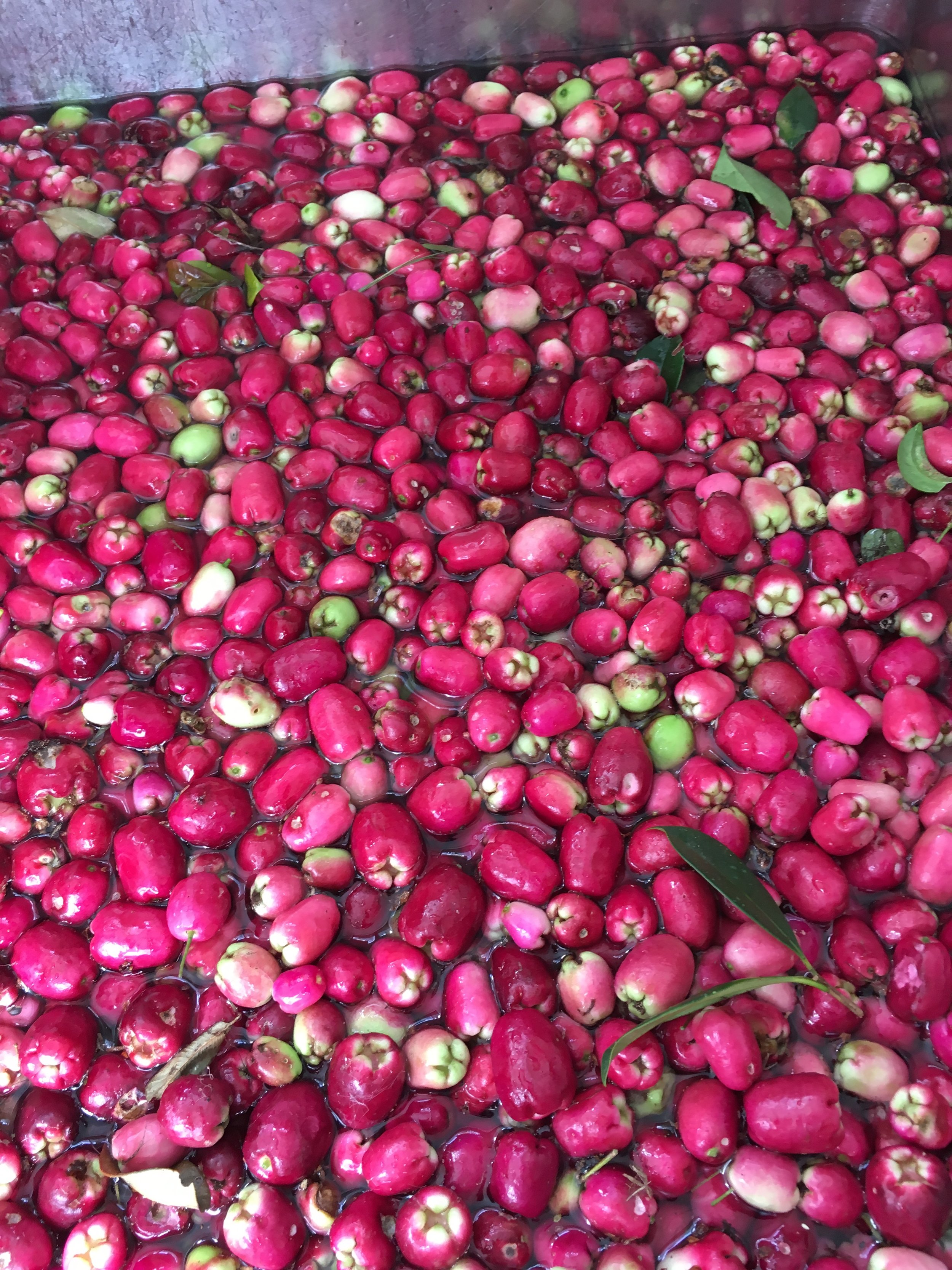 organic lilly pillies