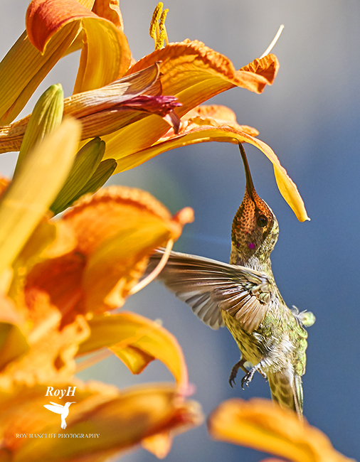 PHOTO OF THE WEEK