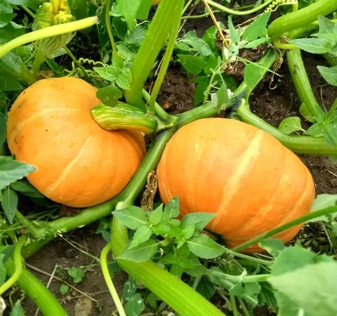 pumpkins%2BFCF.jpg