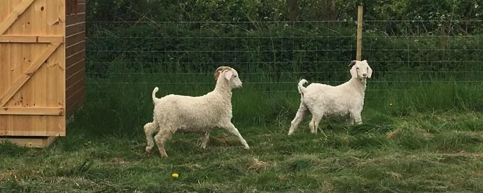 Your votes could help us gain the funds to provide a friendly, welcoming environment at the farm. We hope that vulnerable people will feel comfortable and relaxed whilst visiting our lovely animals, such as Percy and Pedro, our Angora Goats!