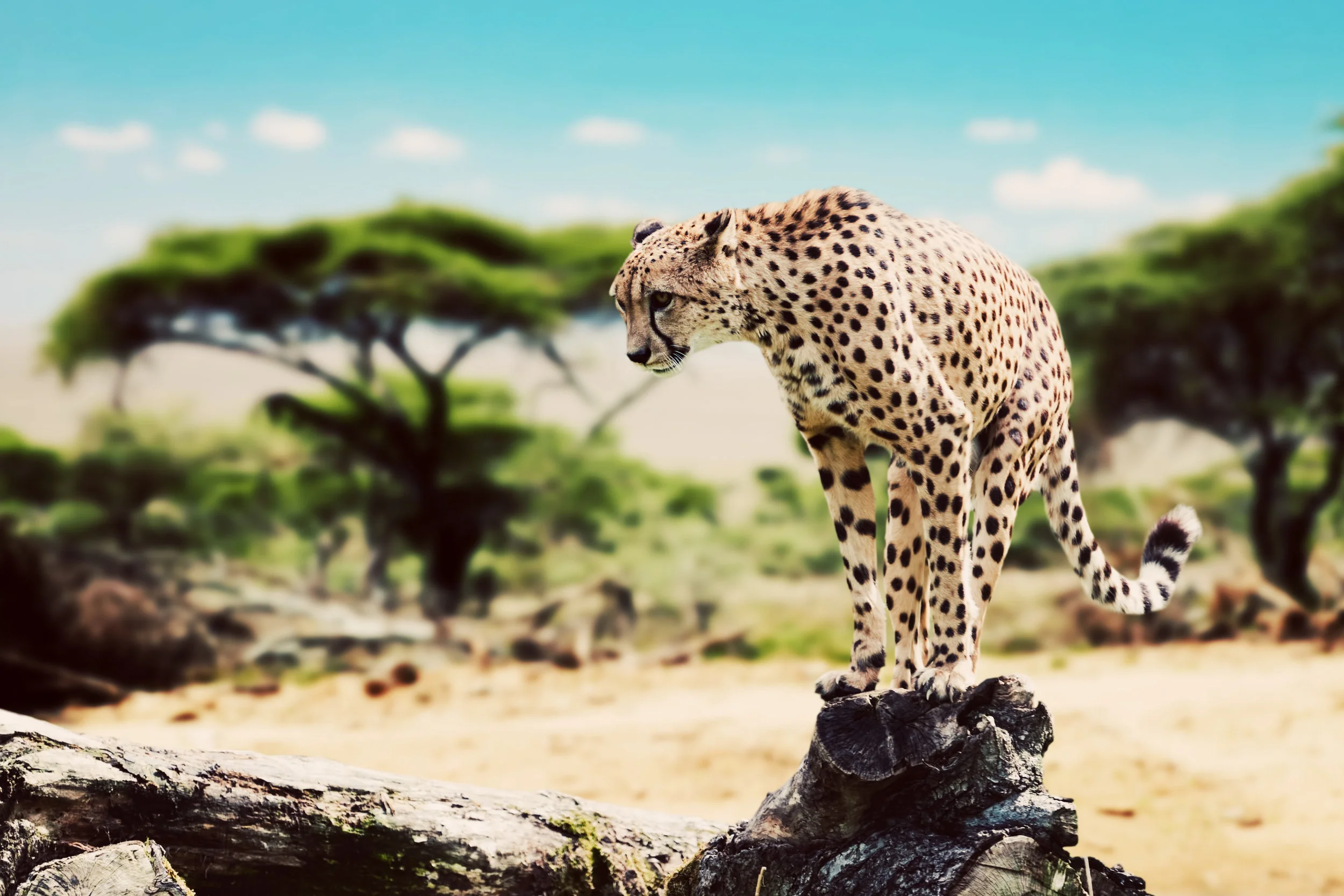 Tanzania: Safari &amp; Zanzibar