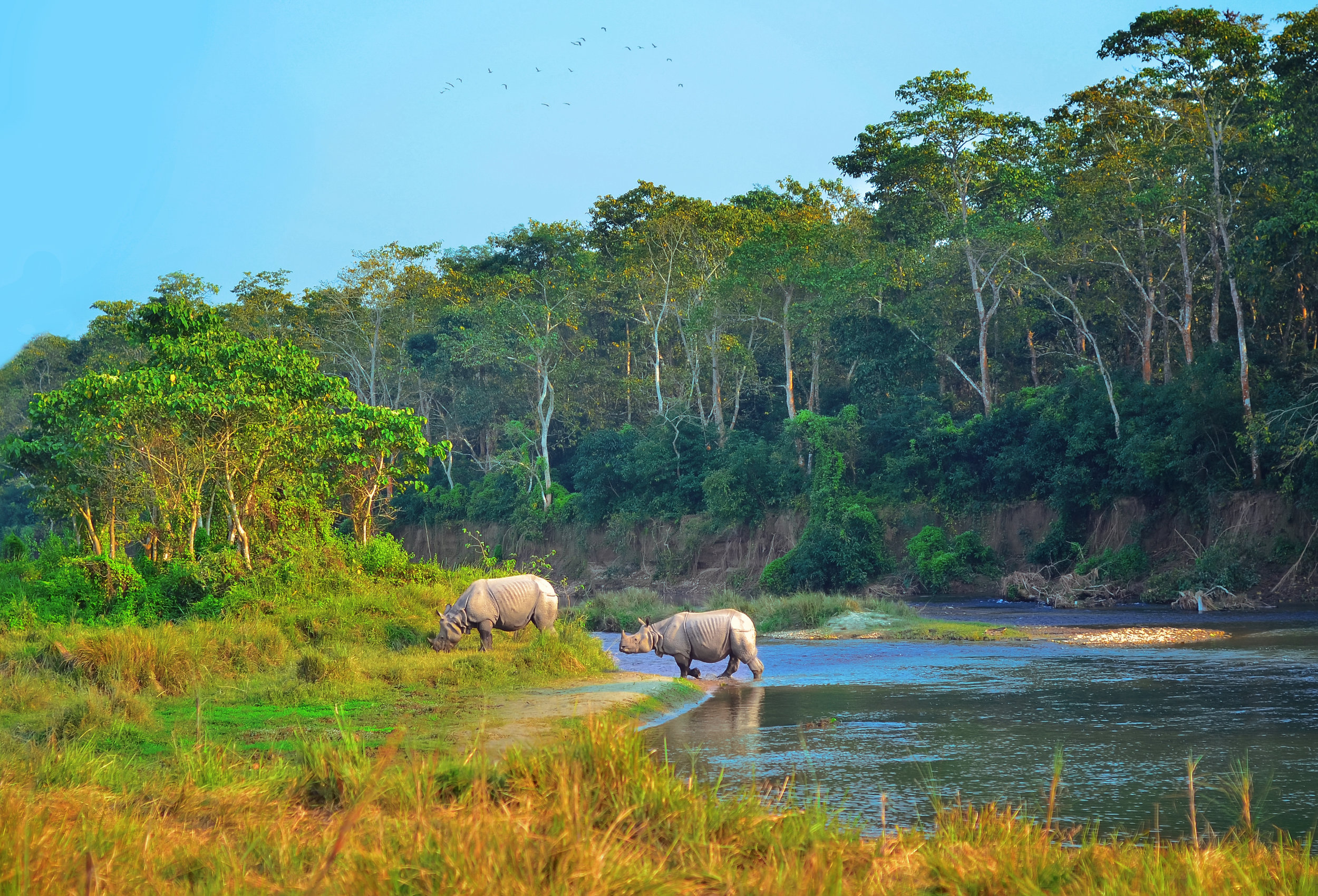 Chitwan Safari: Extend your stay in the Himalayas — Choose a Challenge