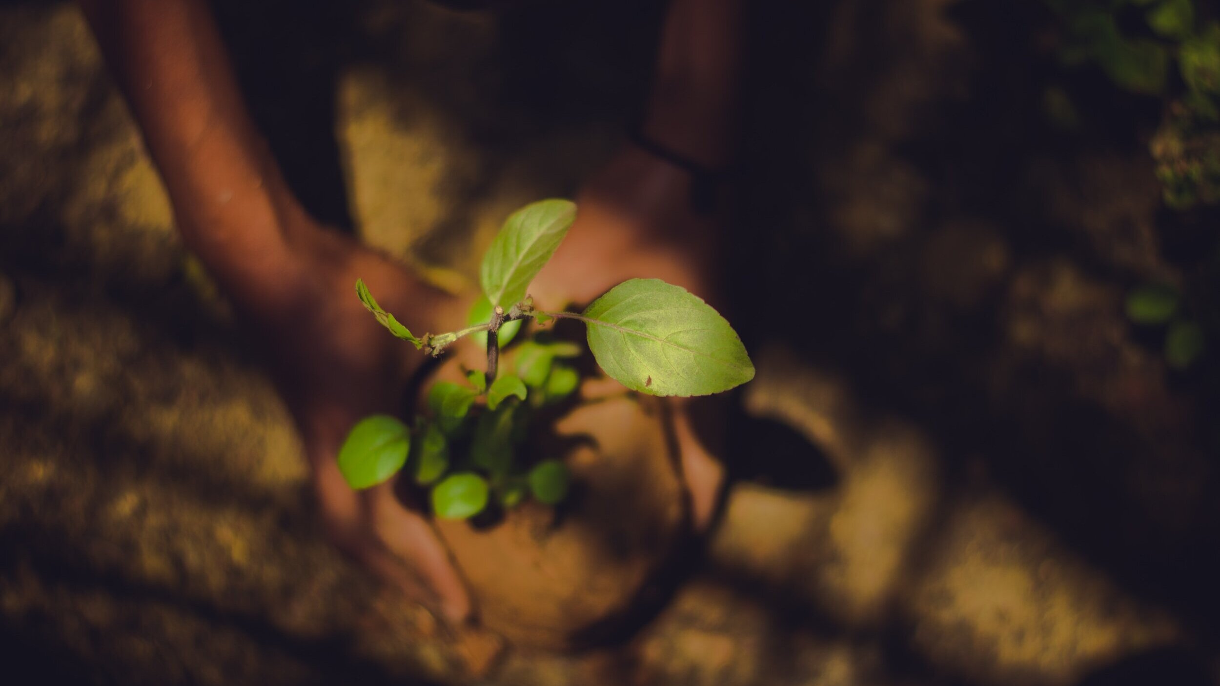 kasturi-laxmi-mohit-uv6lUONd19w-unsplash.jpg