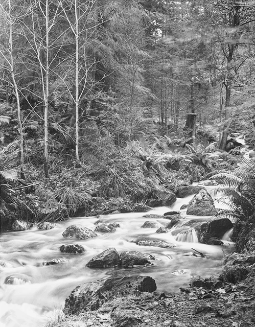 Dodd Wood Stream 640.jpg