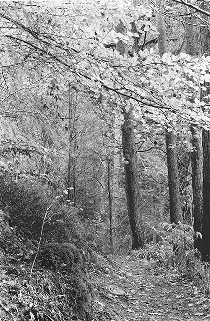 Hamsterley Trees 640.jpg