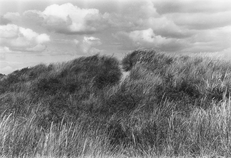 Mablethorpe Grasses 640.jpg