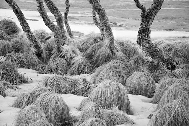 TedHairyTrees.jpg