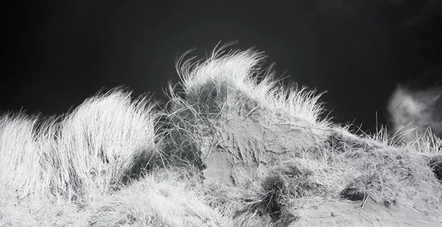 TedInfraredDuneGrass.jpg