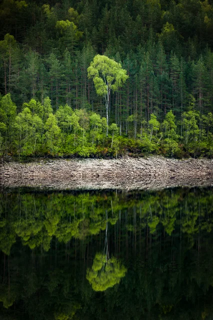 22 Tall Birch Tree Reflection-4185.jpg