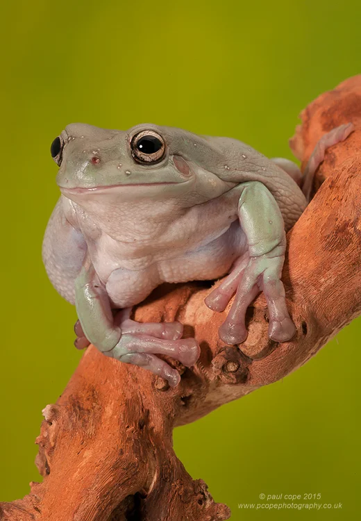 White's Tree Frog-.jpg