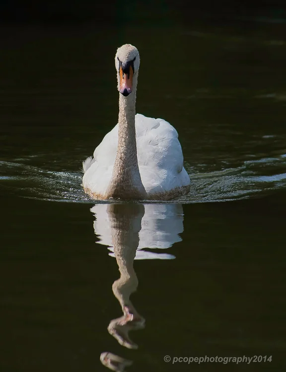 Swan-.jpg