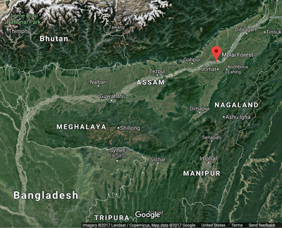 molai-forest_custom-d7f7fb223fc5c4cc5579103b974c5bf455f2d024-s400-c85.png