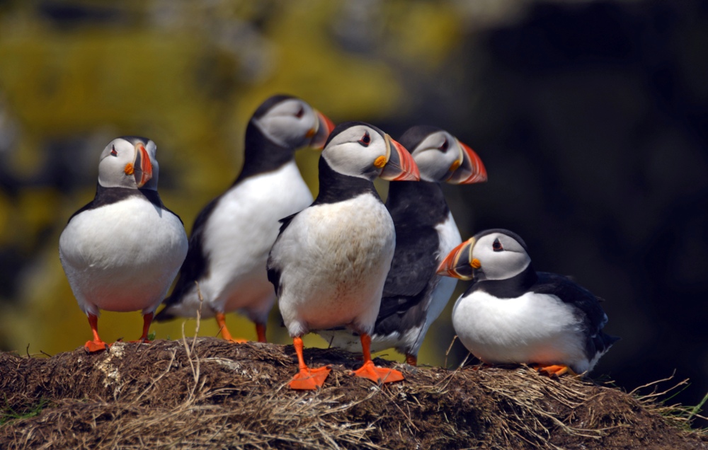 Puffins, Farne Isles