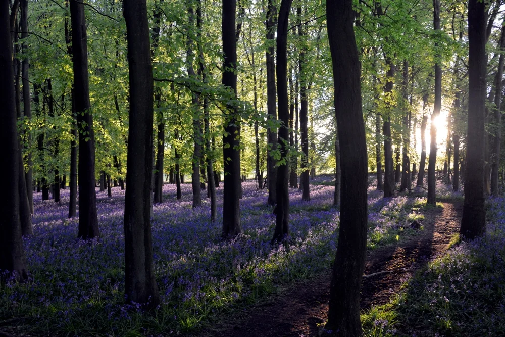 Ashridge Estate
