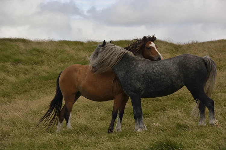 Ponies