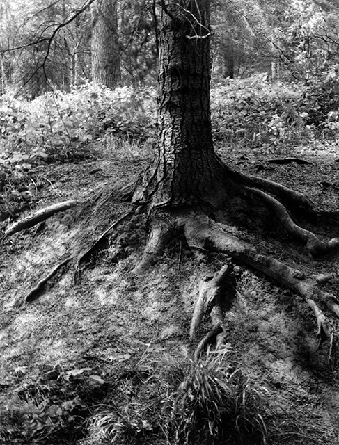 Wyre Root 640.jpg
