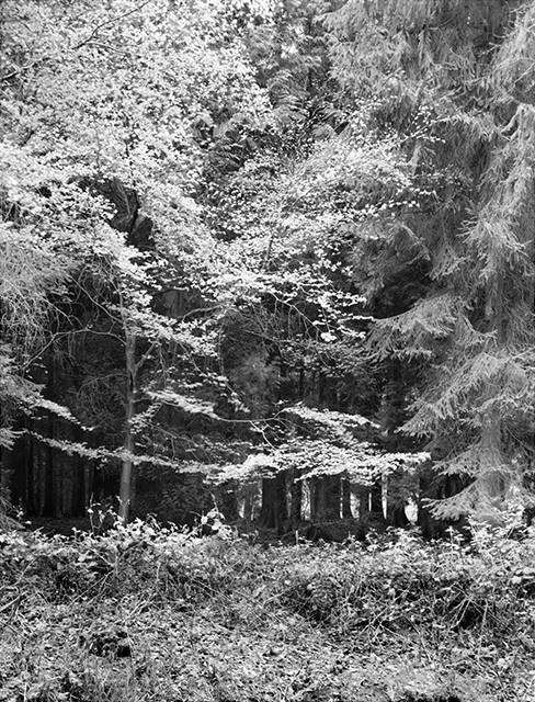 Wyre Trees 640.jpg