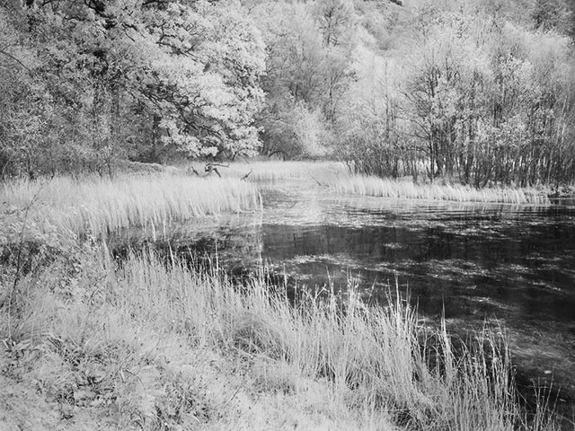 Pond2.jpg