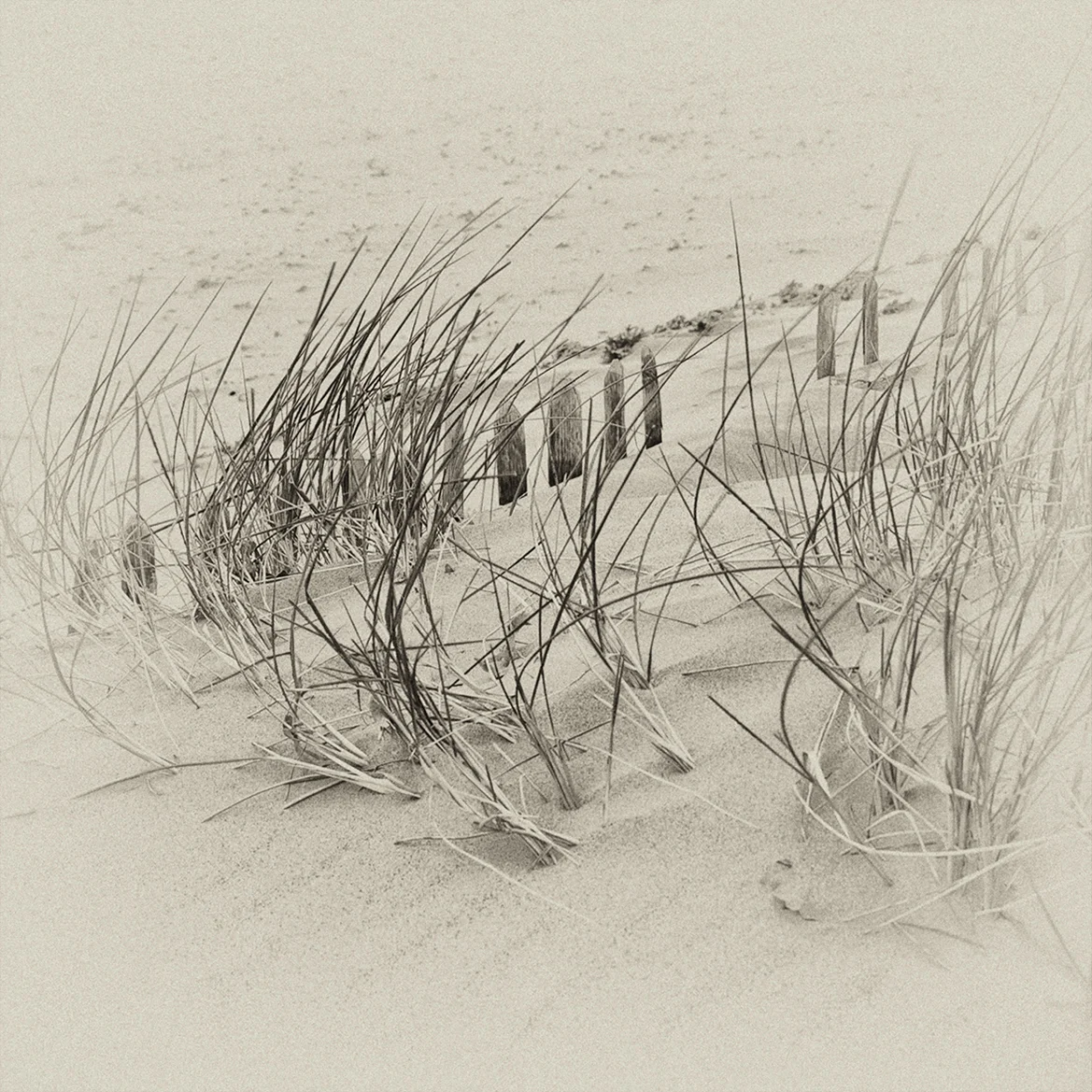4_Sand_Dunes.jpg