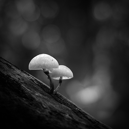 mushrooms Leon Taylor-7_SM.jpg